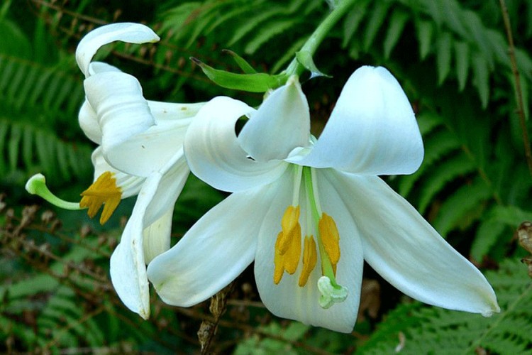 Ljiljan, egzotičan mirisan cvijet
