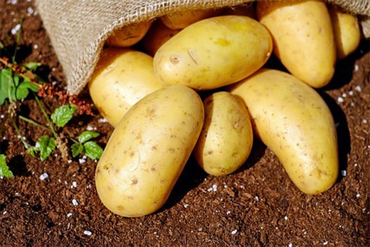 Pitali folkere da li bi kopali krompir za dnevnicu, pročitajte odgovore