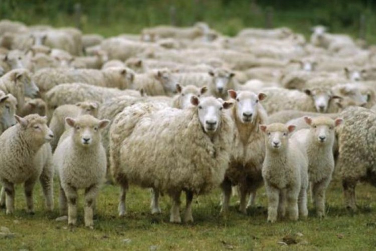 Stado od 20 ovaca stradalo u udaru groma