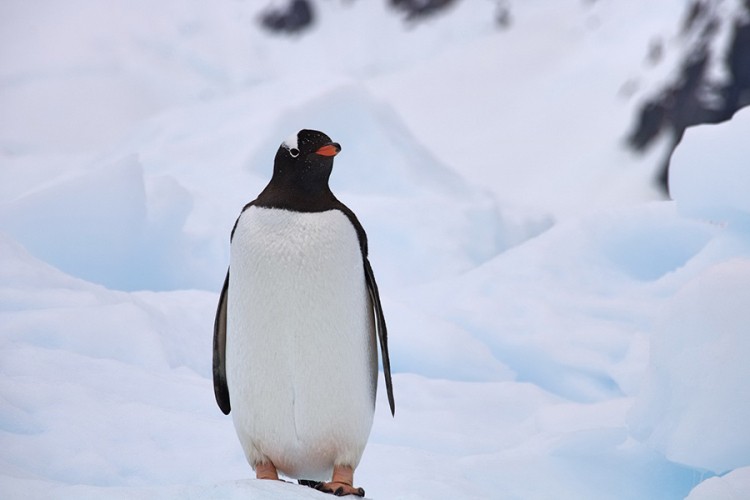 Kolonije carskih pingvina brojnije nego što se mislilo
