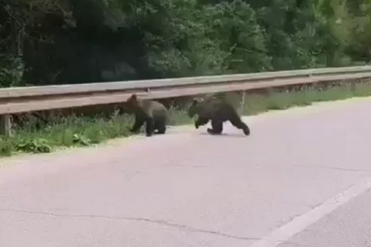 Na putu kod Pala snimljeni medvjed i dva mečeta