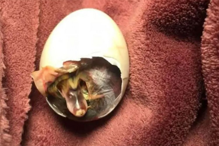 Nosila napuklo jaje u grudnjaku, nakon 35 dana izleglo se pače
