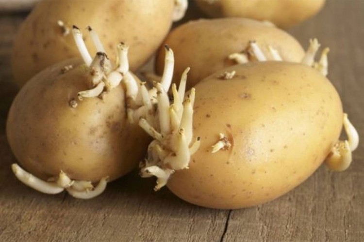 Spriječite da krompir proklija uz samo jednu voćku