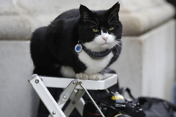 Mačak Forin ofisa Palmerston odlazi u penziju
