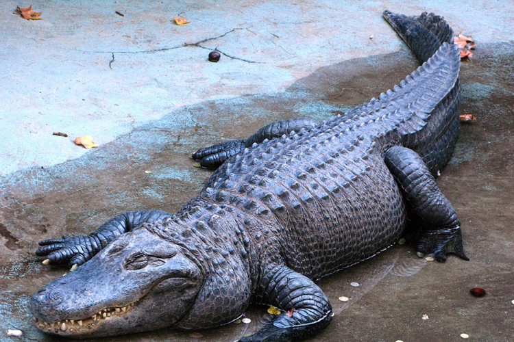 Najstariji živi američki aligator na svijetu, Muja u Beogradu od 1937.