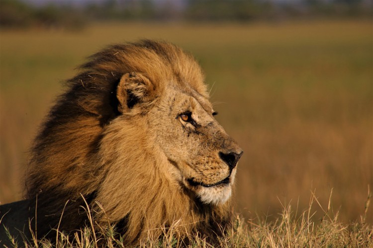 Cirkusant gubitke zbog korone "zakrpio" prodajom lavljeg izmeta