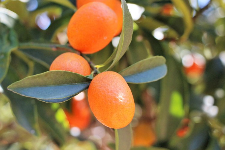 Nevjerovatna ljekovita svojstva kineske narandže