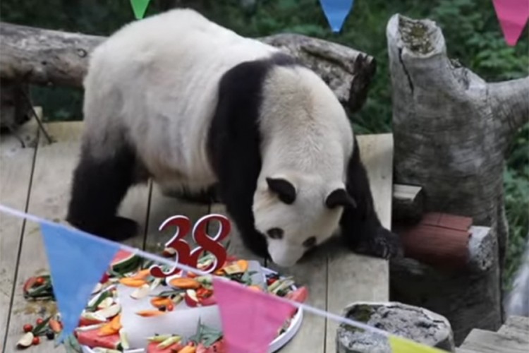 Najstarija panda u ZOO vrtovima proslavila 38 rođendan