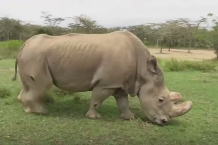 Naučnici spašavaju bijelog nosoroga od izumiranja