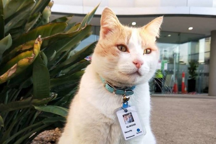 Mačak radi kao obezbjeđenje u bolnici i svi ga obožavaju