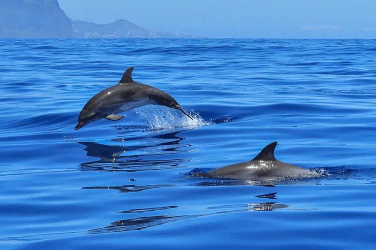 Ribari na Mauricijusu spasavaju povrijeđene delfine