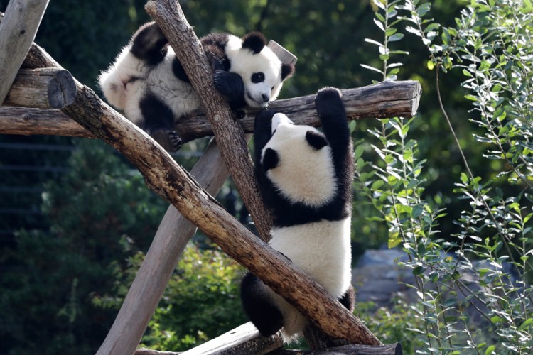 Popularni blizanci pande proslavili prvi rođendan