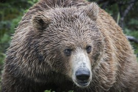 Medvjed na Aljasci ubio lovca