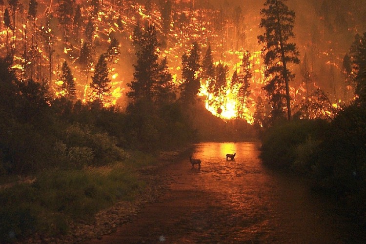 Požar u Rusiji proširio se na površinu od 700 hektara