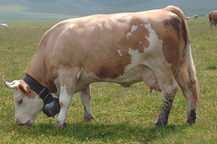 Podrška mljekarima u RS: Malim farmerima 200 steonih junica