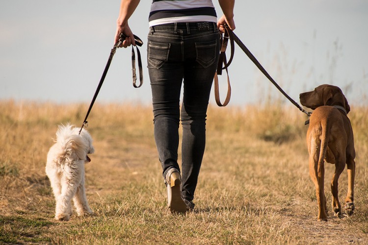 Da li je moguće psa voditi prečesto u šetnju?