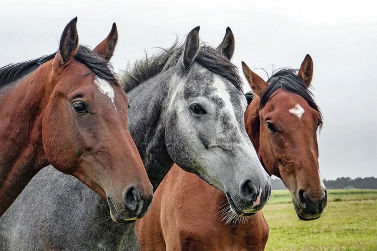 Ubice konja u Francuskoj i dalje u bjekstvu