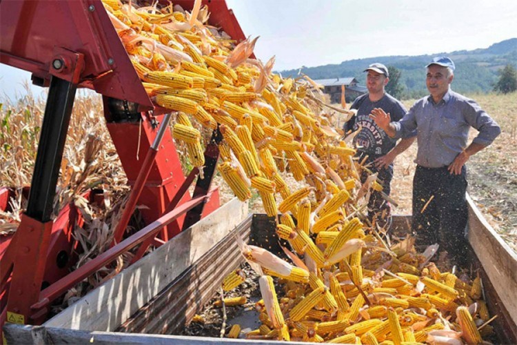 Marinković: Očekuje se prinos kukuruza od 10 tona po hektaru