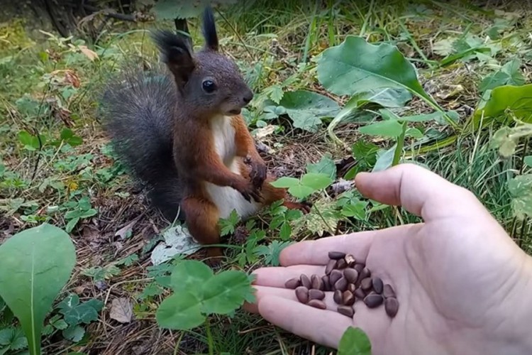 Ponudio hranu vjeverici u šumi, snimak postao hit