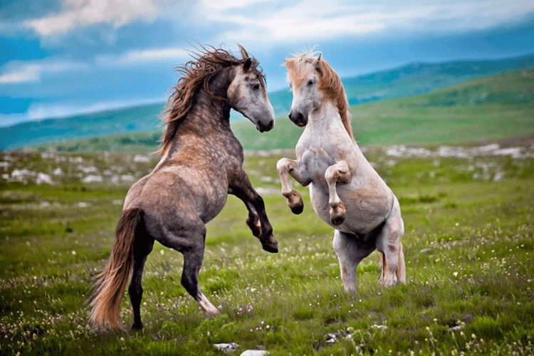Livanjski divlji konji turistička atrakcija Bosne i Hercegovine