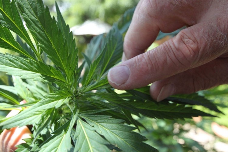 Marihuana pronađena u pretresu kuće u Kozarskoj Dubici