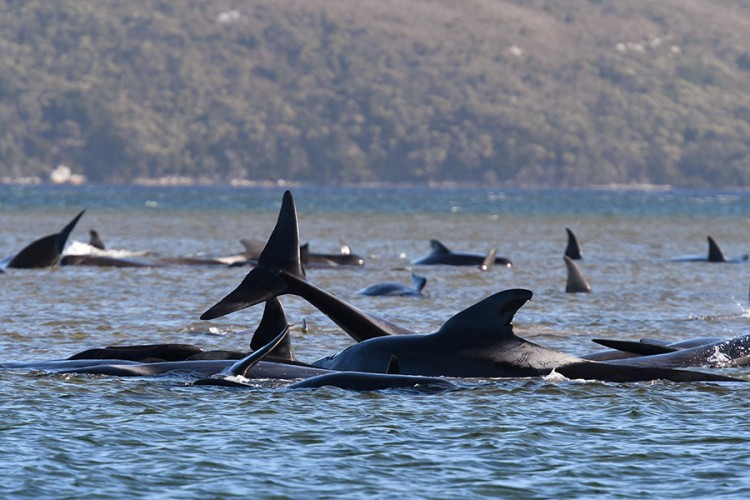 Nasukale se stotine kitova na ostrvu Tasmanija, 25 uginulo