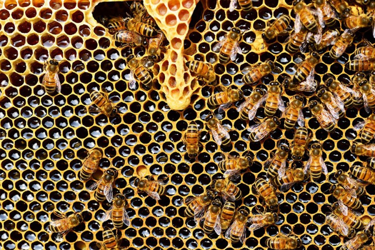 Krađa pčelinjih društava, šteta 10.000 KM