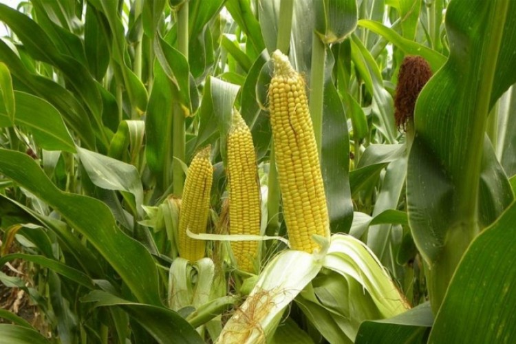 Očekivani prinos kukuruza devet do 12 tona po hektaru