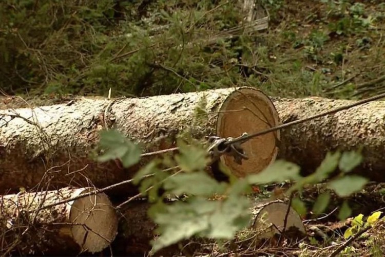 Drvo ubilo drvosječu