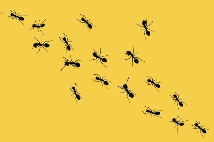 Evolucijska načela: I mravi praktikuju fizičko distanciranje
