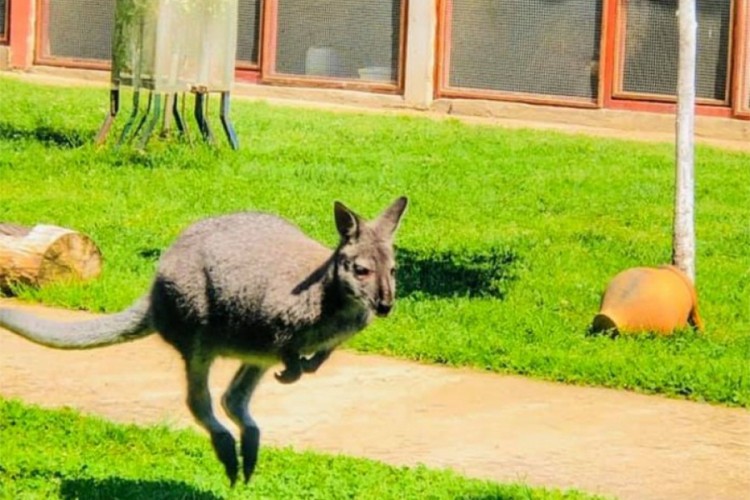 Kengur pobjegao iz zoo-vrta u Bijeljini