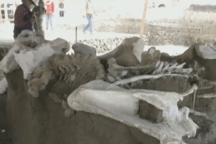 U Meksiku pronađene kosti 200 mamuta, stare oko 15 hiljada godina