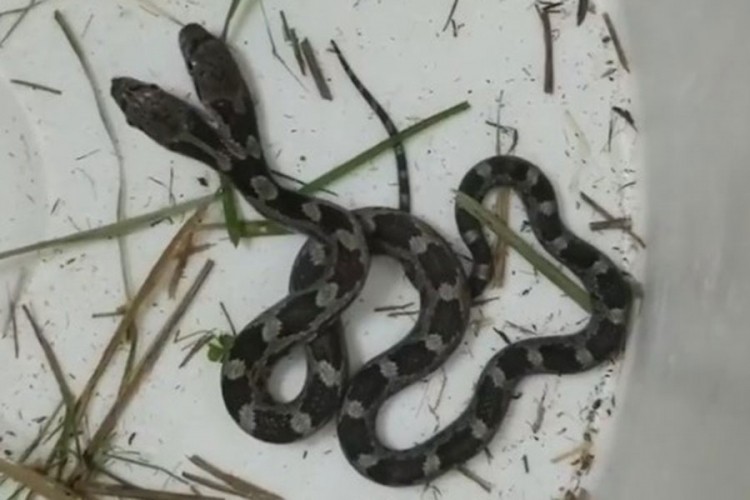 Žena u kući pronašla dvoglavu zmiju