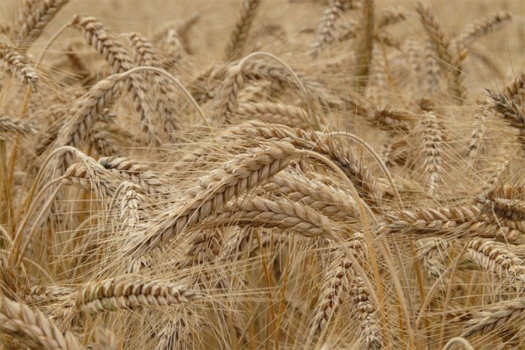 Argentina prva u svijetu odobrila GMO pšenicu