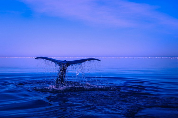 Naučnici upozoravaju da su kitovi na ivici izumiranja