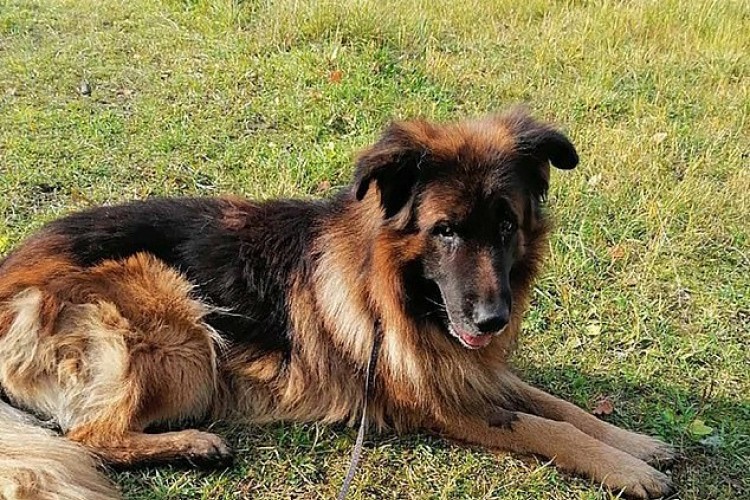U Rusiji sahranili živog psa