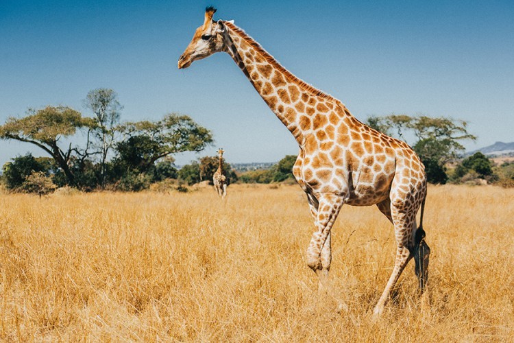 Snimak žirafe koja pase oduševila milione ljudi