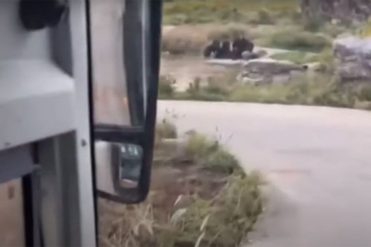 Medvjed ubio radnika pred autobusom punim turista