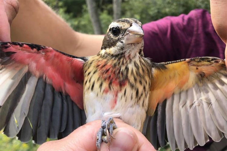 Naučnici otkrili pticu sa jednim ženskim, a drugim muškim krilom