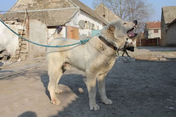 Psi napali Banjalučane, jedan umro: Vlasnici novčana kazna