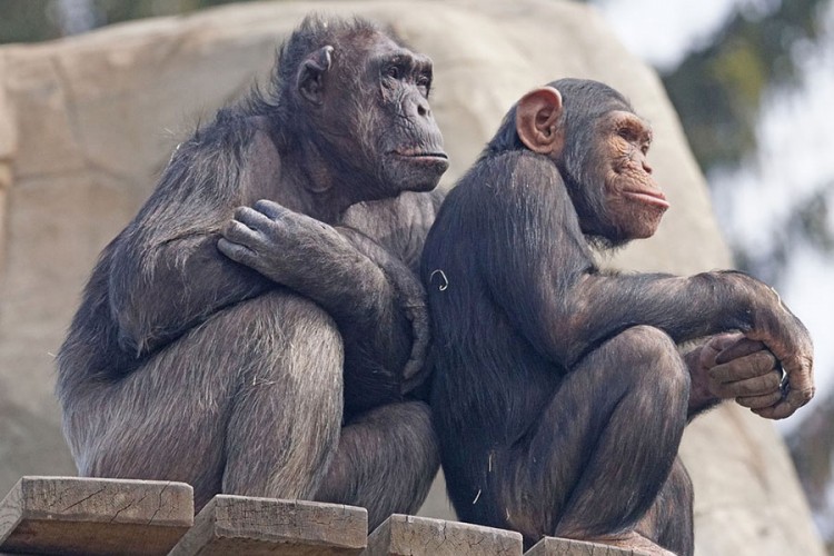 Naučnici: Šimpanze u starosti, kao i ljudi, biraju staro društvo