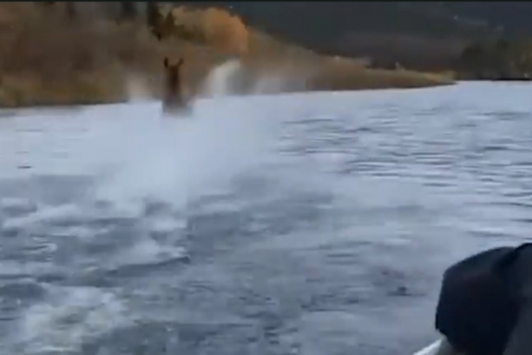 Nevjerovatan snimak, los trčao po vodi
