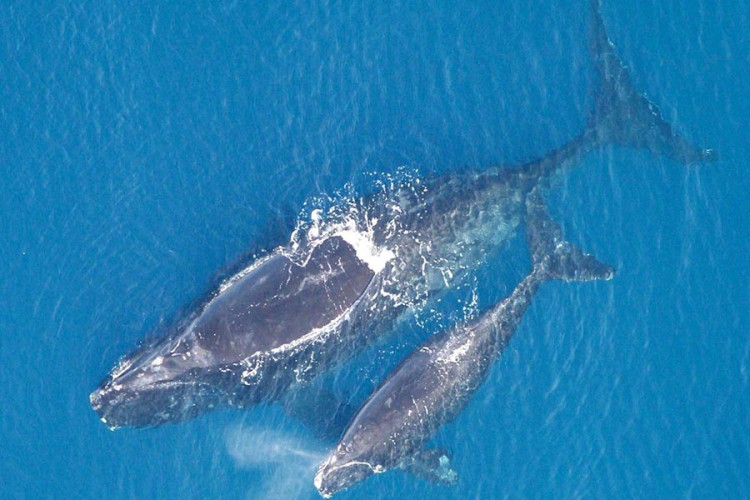 Sjevernoatlantski glatki kitovi na ivici istrebljenja, ostalo ih tek 366