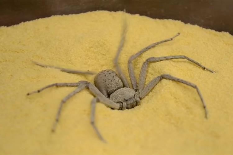 Jedan od najotrovnijih pauka ne plete mrežu, lovi na specifičan način