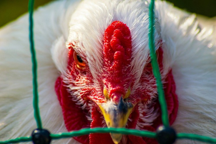 Ptičji grip potvrđen na farmi pilića u Engleskoj