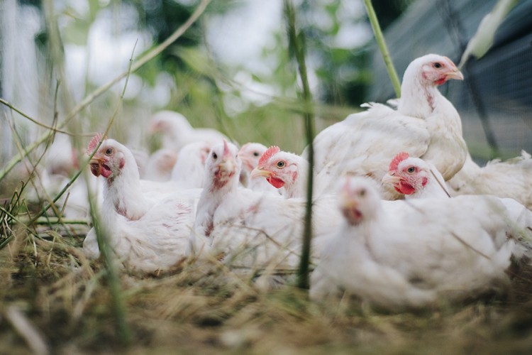 Otkriven ptičiji grip H5N8 i na farmi u Njemačkoj
