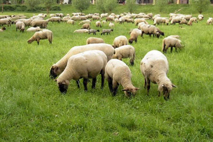 Moguće povećanje podsticaja u ovčarstvu