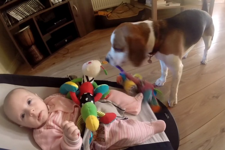 Pas ukrao bebi igračku, a onda je smislio kako da se iskupi