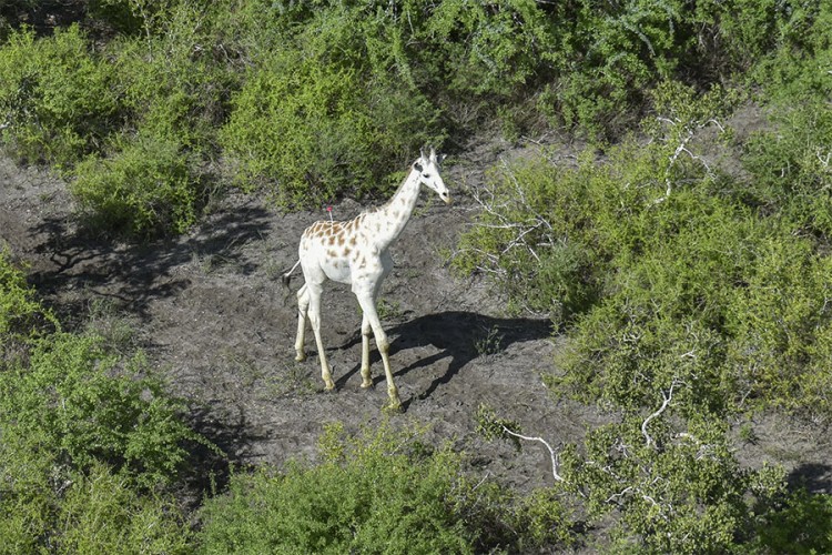 Jedina bijela žirafa na svijetu opremljena GPS uređajem