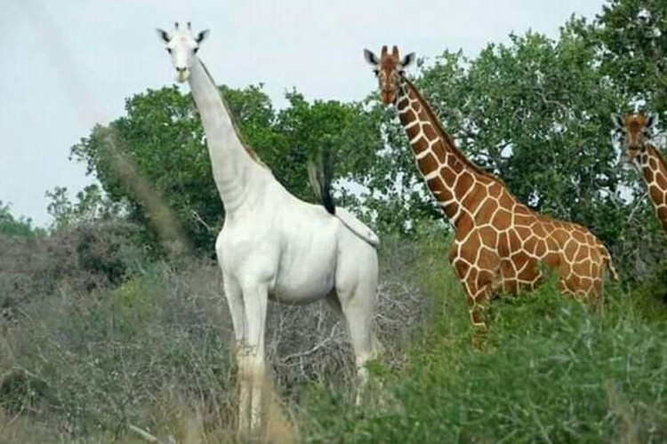 Jedina bijela žirafa na svijetu čipovana zbog lovokradica